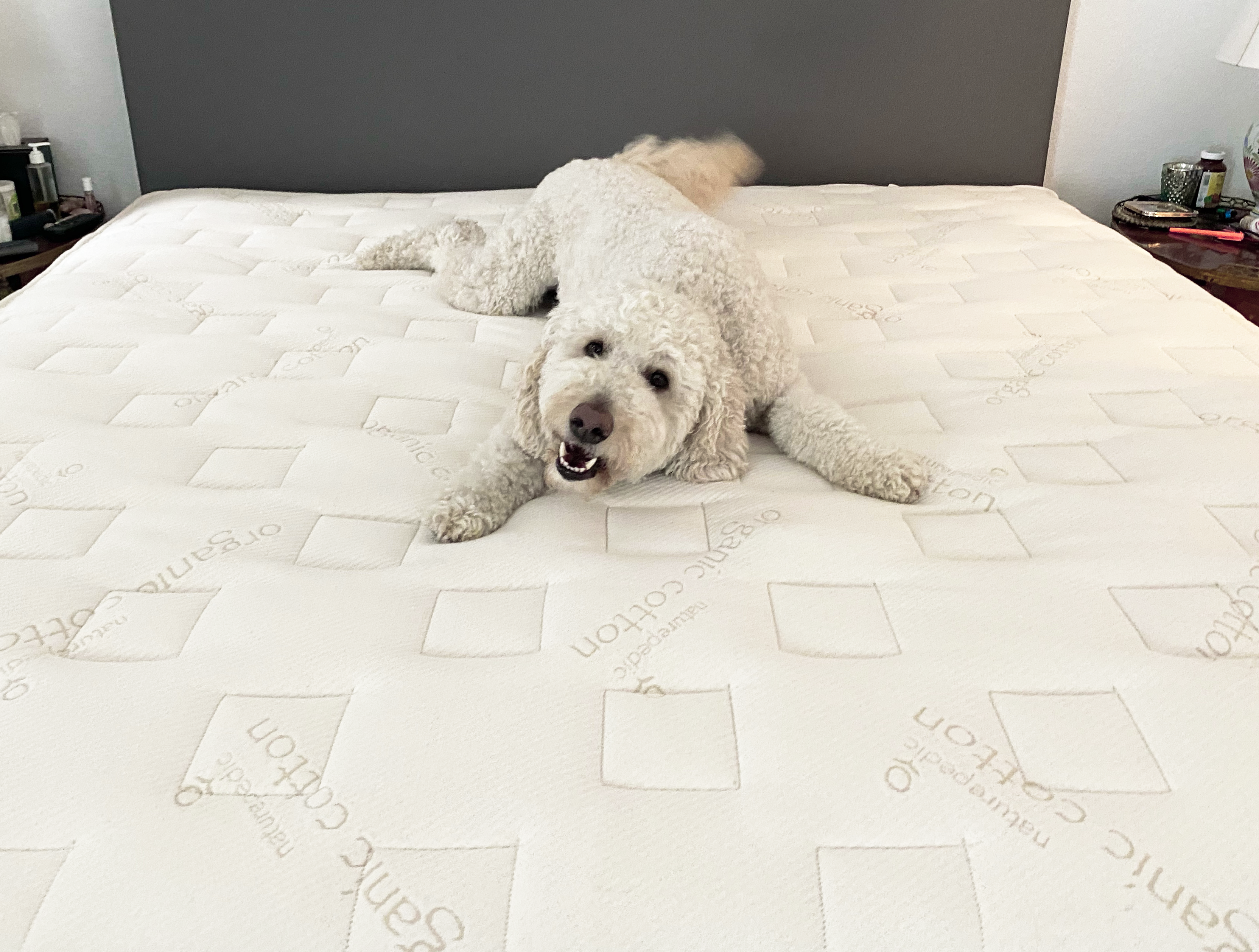 Naturepedic sales dog bed